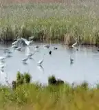 Kistápéi láprét, Bikács