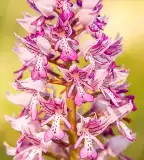 Orchideás erdő, Bogyiszló