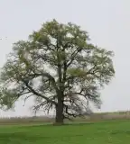 Kasztói őstölgyes, Bogyiszló