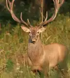 Szarvasfarm, Bőszénfa