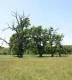 Fás Legelő Természetvédelmi Terület, Csokonyavisonta