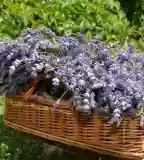 Levendula Park, Demjén