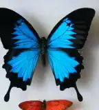 Rovartani kiállítás, Drávaszabolcs