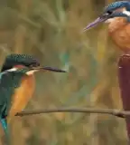 Jégmadár tanösvény, Edelény