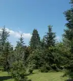 Mesterházy Fenyőgyűjtemény, Erdőtarcsa