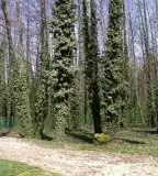 Égerláp, Erdőtelek