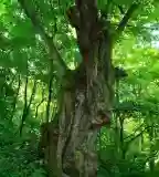 400 éves hársfa, Felsőmocsolád