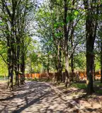 Gesztenyefasor, Lajoskomárom