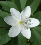 Vasút-oldal tanösvény, Gyékényes