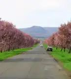 Vérszilva fasor, Gyöngyöstarján