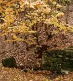 Flórika Forrás, Háromhuta