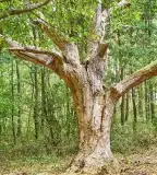 Trautson Tanösvény, Hercegkút