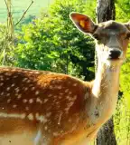 Iharosi Vadfarm, Iharos