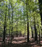 Fafaj- és vadismereti tanösvény, Kaszó