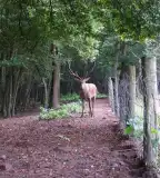 Kaszói Vadaspark, Kaszó