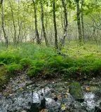 Keleméri Mohos-tavak, Kelemér