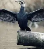 Kormorános erdő tanösvény, Matty