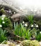 Tőzike tanösvény, Nagybajom