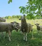 Nagyvölgyi állatsimogató tanya, Ózd