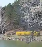 Dombay-tó, Pécsvárad