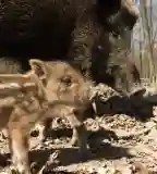 Nagyrezéti Vadmegfigyelő, Pörböly