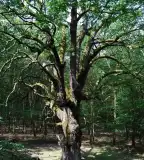 Emléktölgy, Ragály