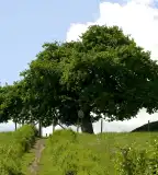 Török mogyorófa, Romhány