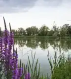 Sombereki Horgásztó, Somberek