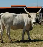 Hagyományos gazdálkodás tanösvénye, Szaporca