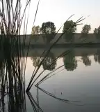 Horgásztó, Szárász