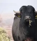 Mátrai Bivalyrezervátum, Szurdokpüspöki