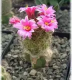 Kaktusz gyűjtemény, Várong