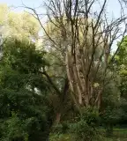 Tábi Szomorú Fehér Fűz, Varsány