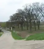 Aranykert liget, Vének