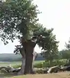 1000 éves kocsányos tölgy, Ziliz