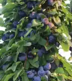 Dzsungelgyümölcsös, Kisar