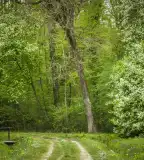 Budafai Arborétum, Kiscsehi