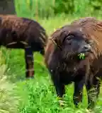 Csetényi Élménypark, Kiskunhalas