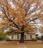 Helytörténeti Gyűjtemény, Kistelek