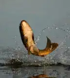 Téglagyári tó, Kisújszállás