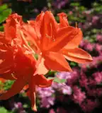 Rododendron kert, Kiszsidány