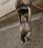 Kolodko Micimackó, Budapest