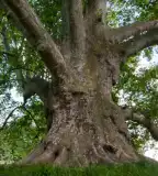 Kastélypark - Clusius tanösvény, Körmend