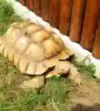 Teknőspark, Kőröshegy