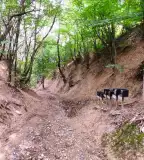 Ördögárok Geológiai Tanösvény, Kőszeg