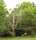 Öreg bükk Tanösvény, Kőszeg