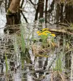 Kosbor tanösvény, Kunadacs