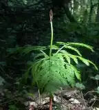 Holdrutás erdő, Kunfehértó