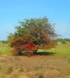 Madarasi-tó, Ladánybene