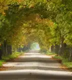 Védett gesztenyesor, Lipót